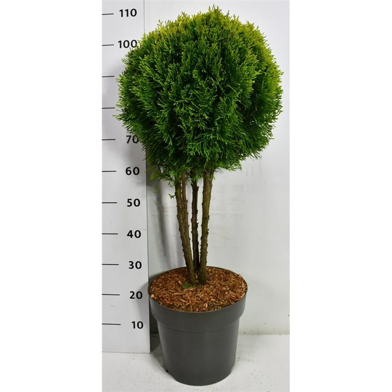 Thuja – Thuja occ. 'Golden Smaragd' - C12 60 cm. Meerstammig